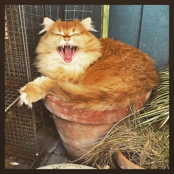 Possibly Yawning, Possibly Laughing At The Squished Plants