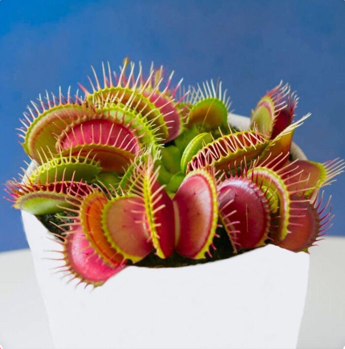 I Like Venus Fly Traps, They’re Pretty Cool