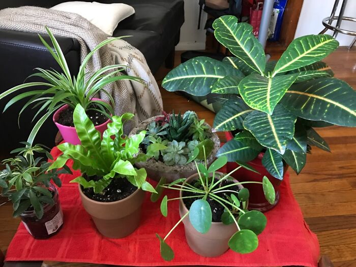 Mid-Pandemic Plants Doing Their Best To Cheer Me Up Everyday