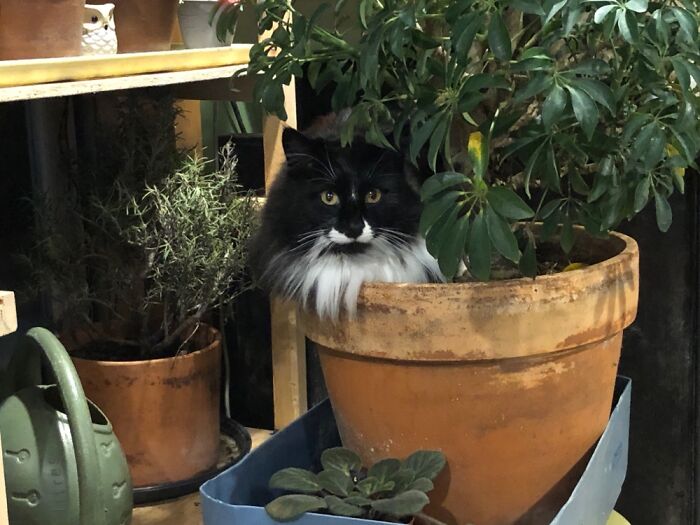 Kylo, Just Hanging With A Plant.