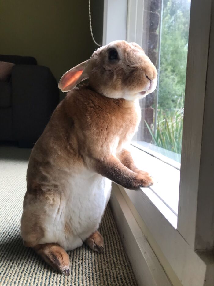 Benji, My Rex Bunny. Always Looking For Treats And Cuddles