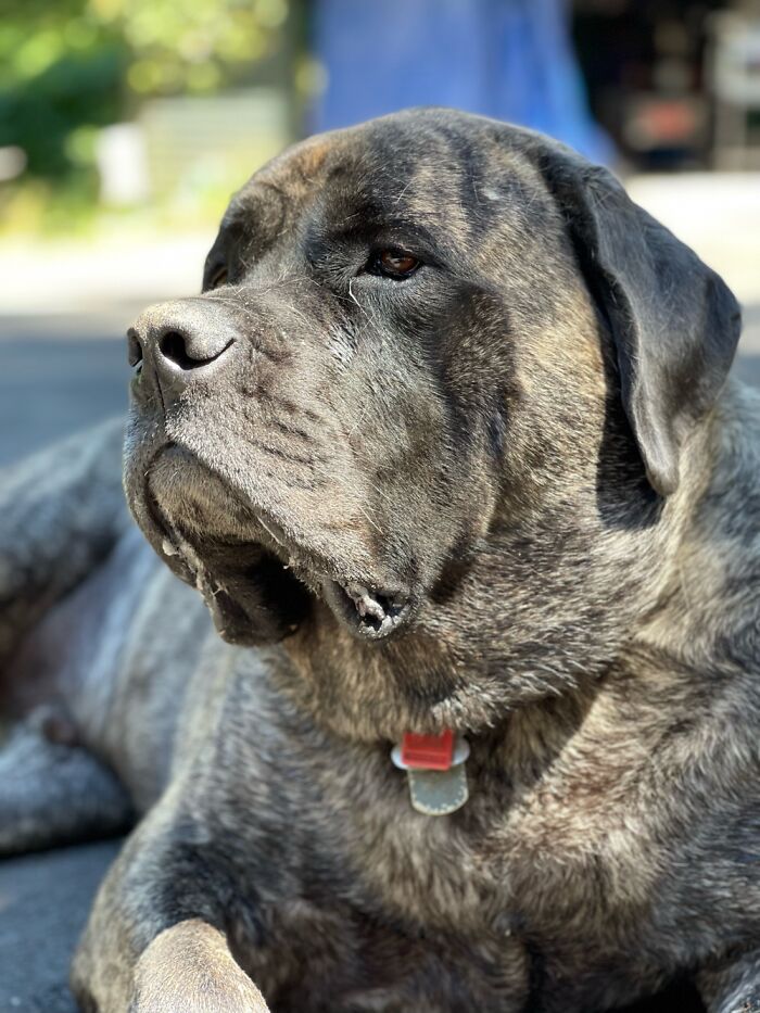 My English Mastiff. He Loves To Steal Bags Of Chips And Bury Them In The Backyard