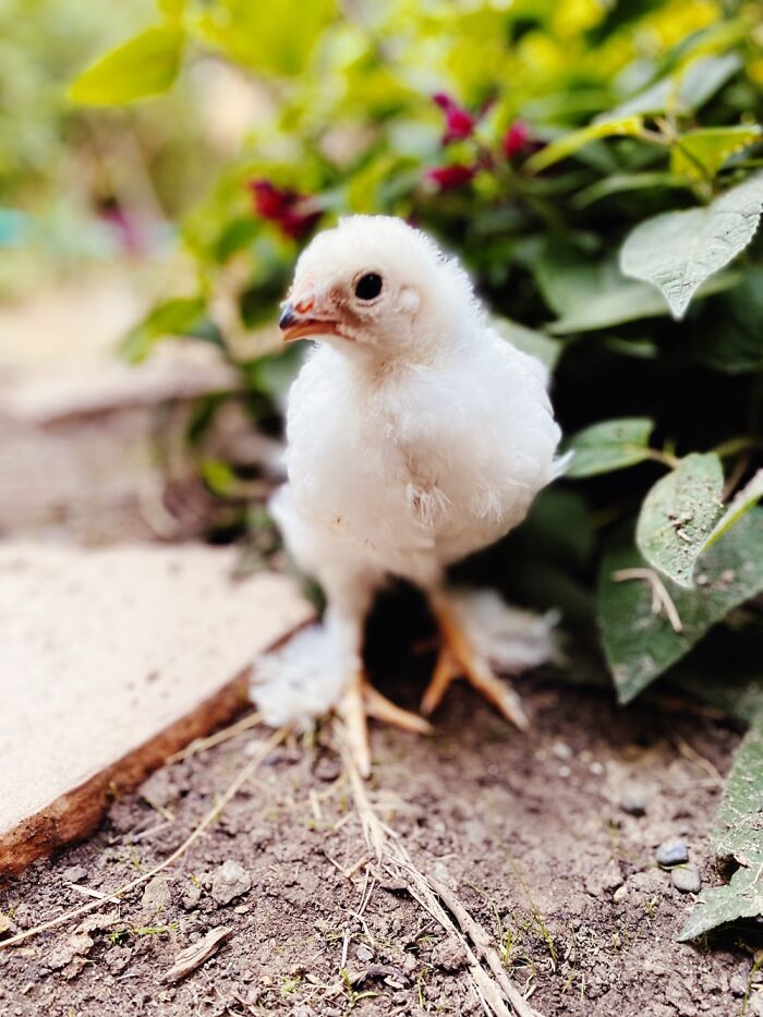 Mother Clucker As A Baby