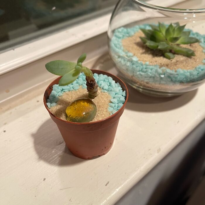 I Am Teaching Myself To Create Mini Succulent Terrariums