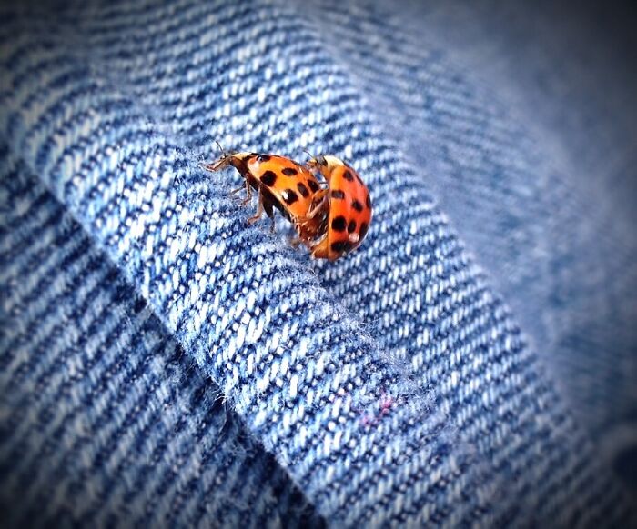 Two Busy Ladybugs On A Pair Of Jeans.