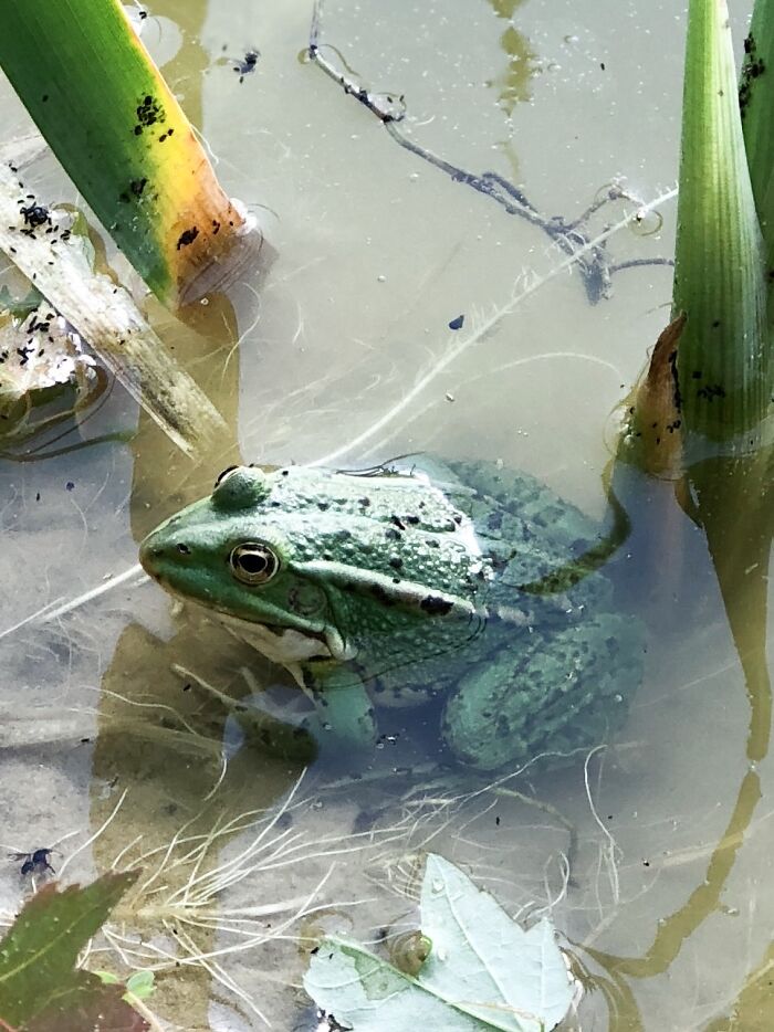 Ukrainian Frog