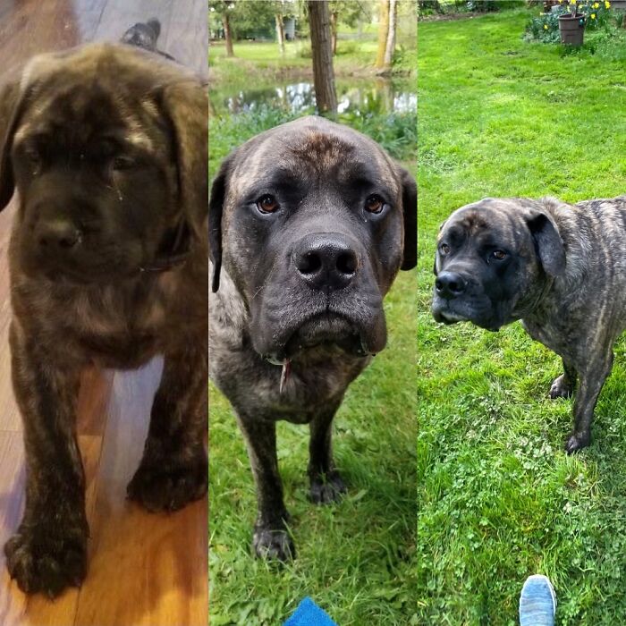 Mastiff: From 15lbs To 240lbs!
