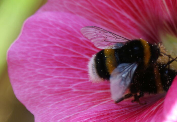 A Bumblebee In My Garden