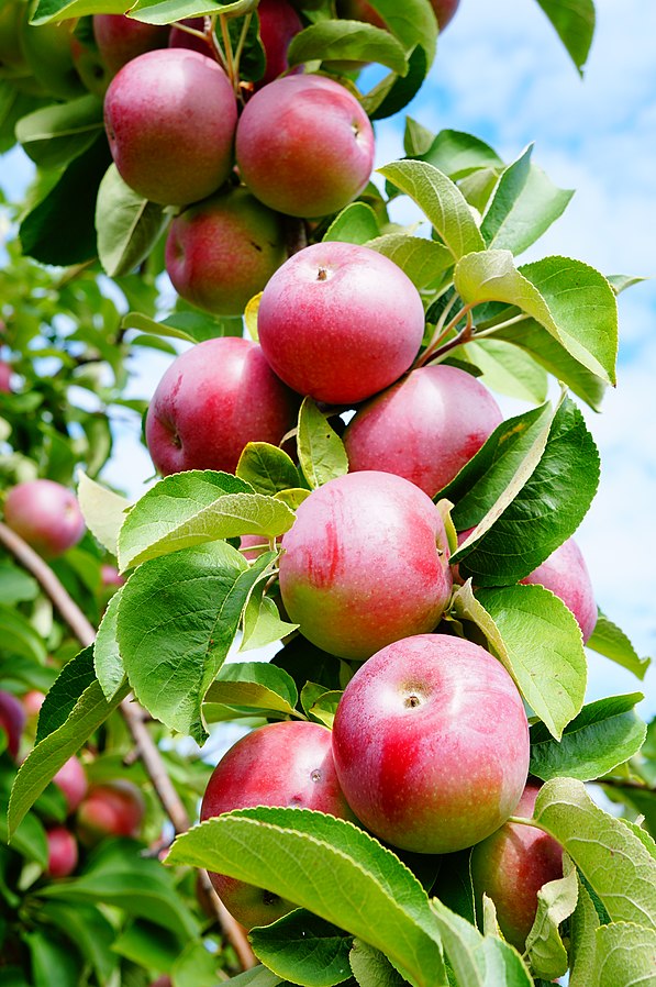 mcinstosh-apples-60f454a94d801.jpg