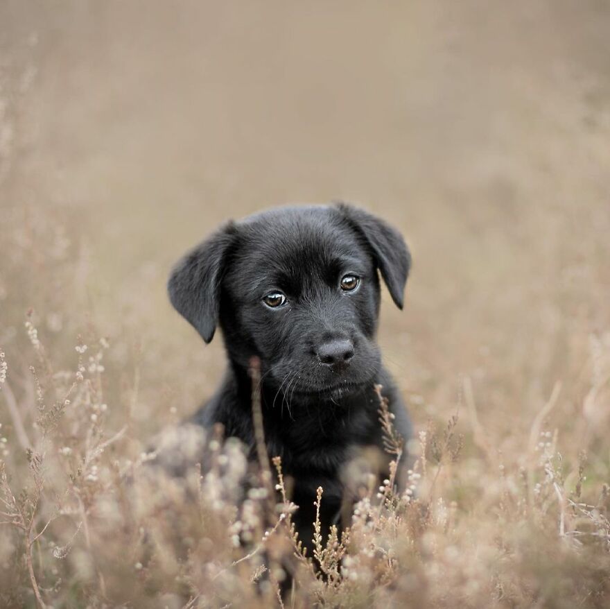 I Photograph Puppies As A Living ( 11 Pics)