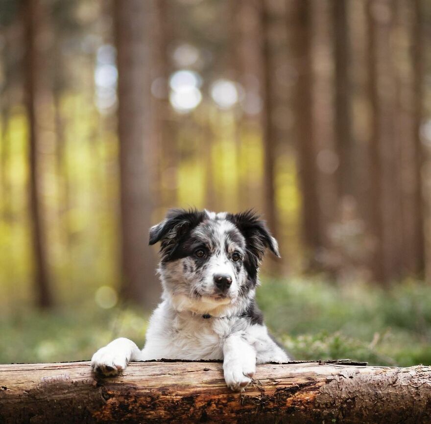 I Photograph Puppies As A Living ( 11 Pics)