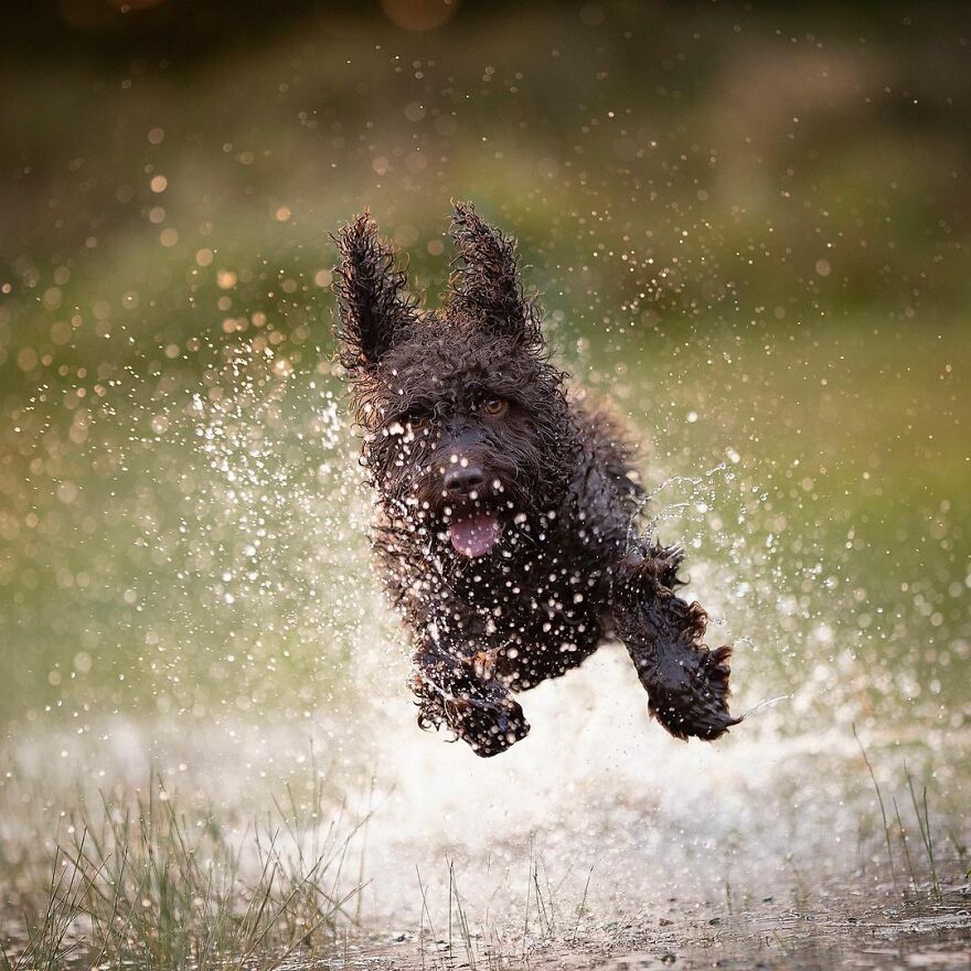 I Love Photographing Dogs In Action ( 12 Pics )