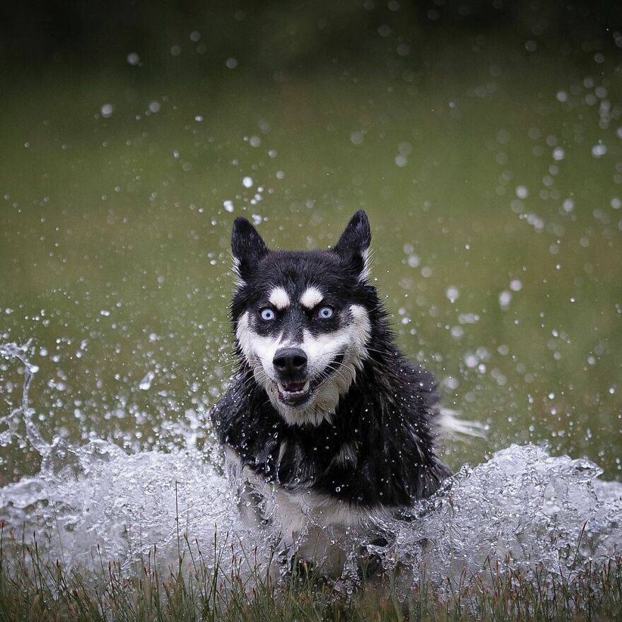 I Love Photographing Dogs In Action ( 12 Pics )