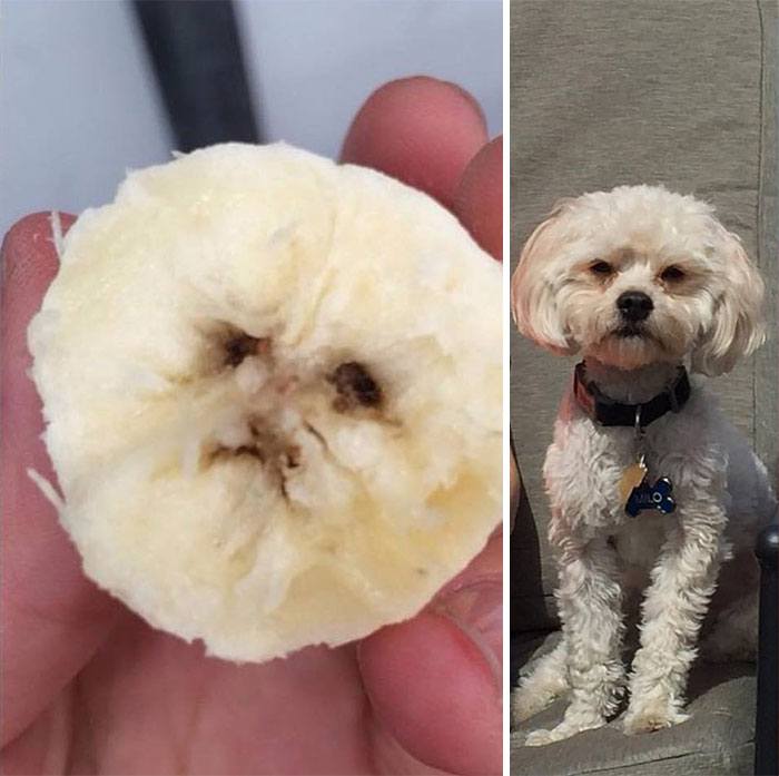 Este plátano es exactamente igual que el perro de mi madre