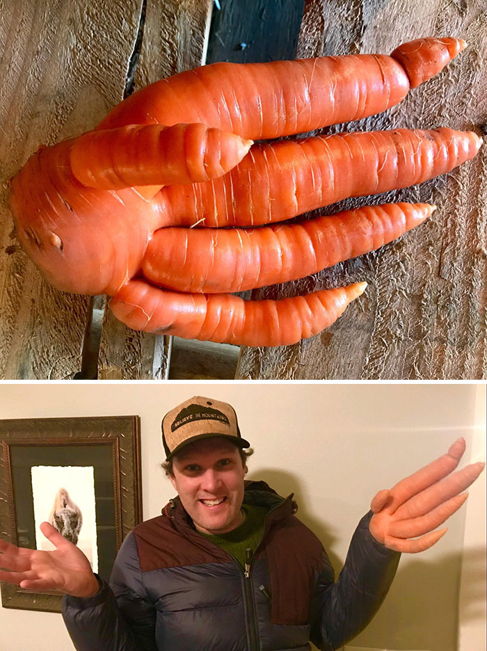 Esta increíble mano de zanahoria fue encontrada mientras cosechaba zanahorias en nuestra granja hoy