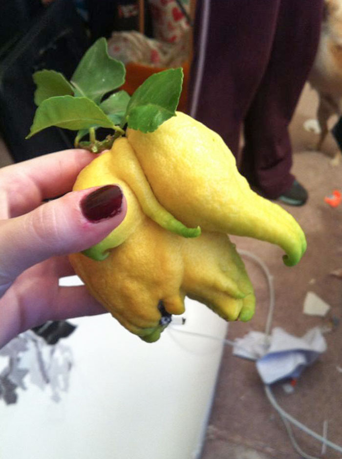 Mi amigo encontró un limón con forma de elefante