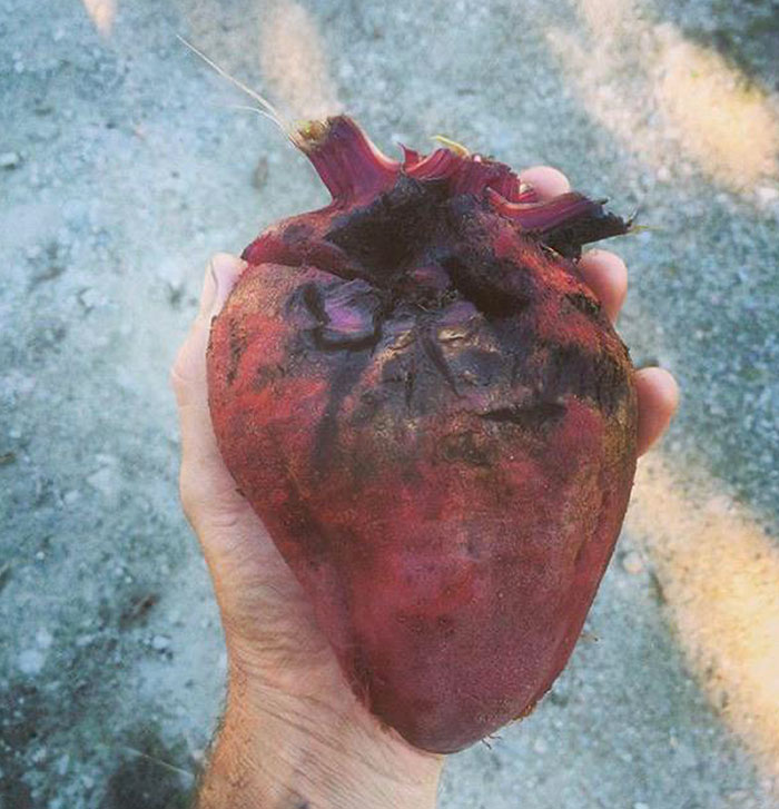 This Beet That Is Perfectly Shaped Like A Human Heart