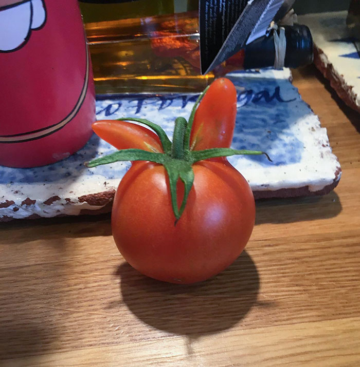 This Tomato From My Garden Is Shaped Like A Bunny Head