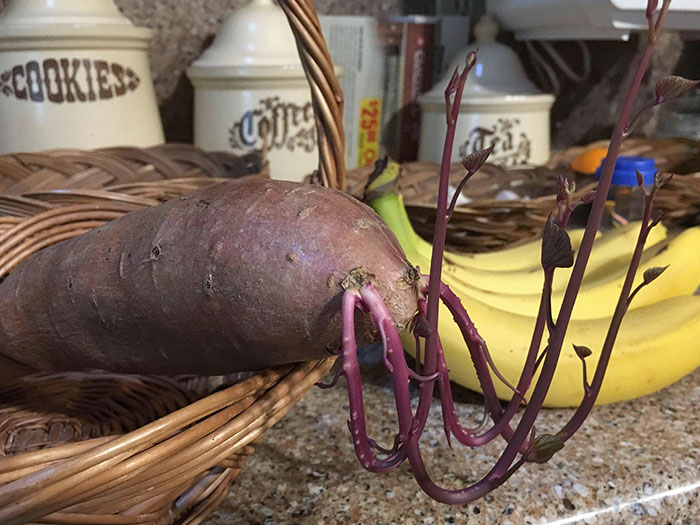 This Potato That Looks Like A Lobster