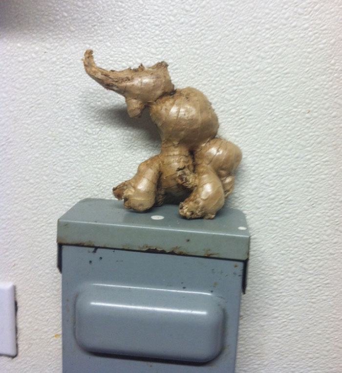My Ginger Root Looks Like A Sitting Elephant