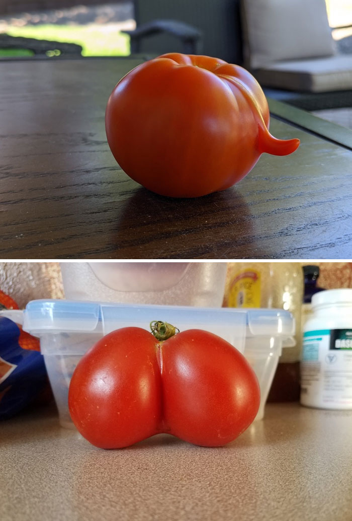 El tomate que cultivó mi mujer vs. uno que compró un amigo nuestro
