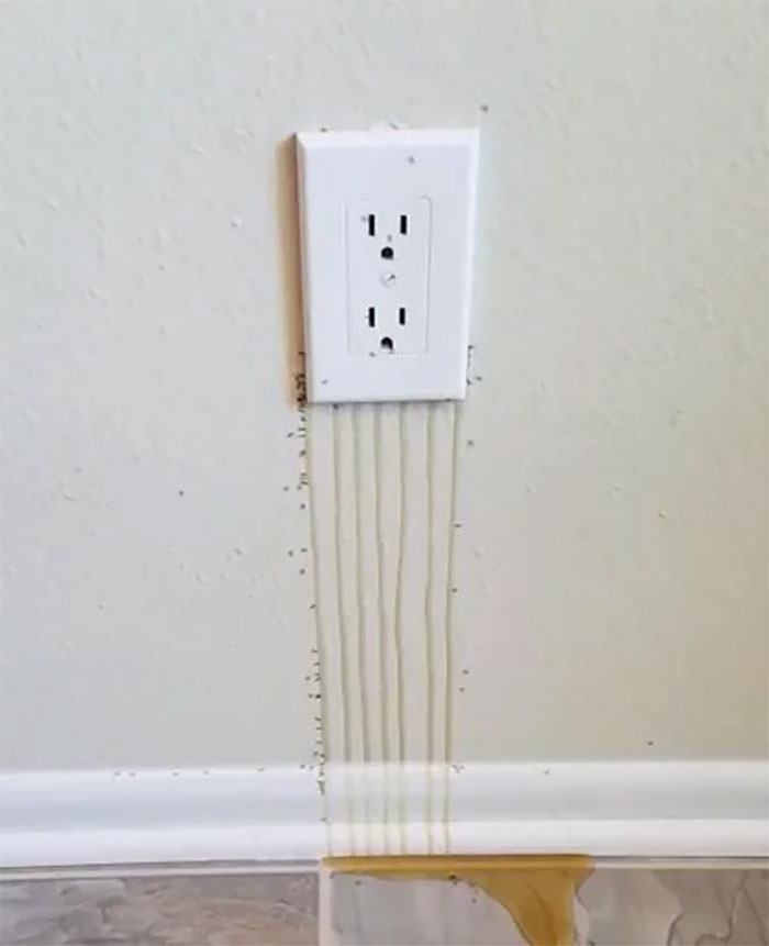 Honey Coming Out From Power Socket. Guess What’s Behind It