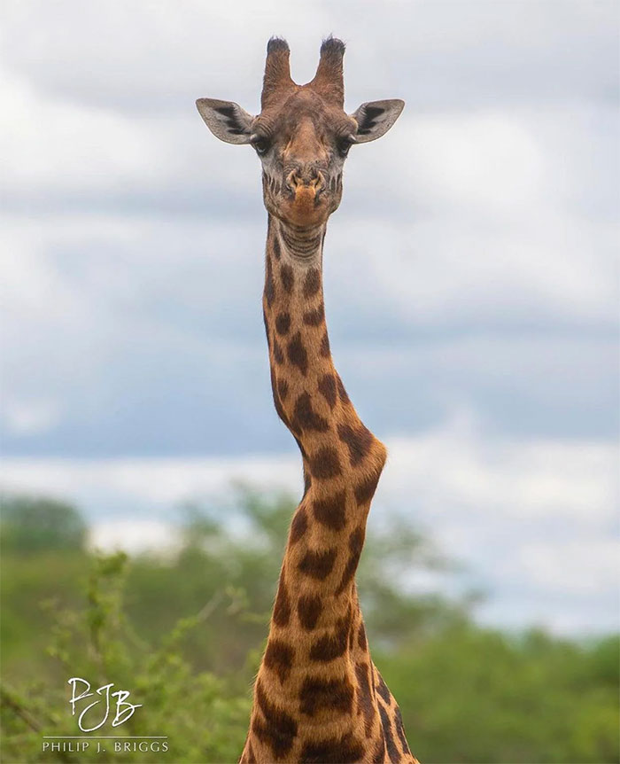 Giraffe With A Damaged Vertebrae