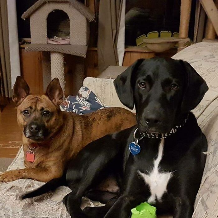 Best, Most Loved Puppers: Bonnie, 6 (Left) And Henry, 5 (Right); Both Rescues Transported From Clayton County, Georgia, USA, Now Living Their Best Lives In Nova Scotia, Canada!