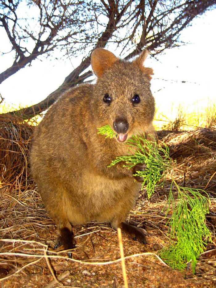 A Quokka - The World's Happiest Animal From Western Australia!