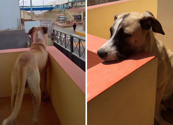 Dog With Separation Anxiety Patiently Waits For His Owner All Day, Often Until Nightfall