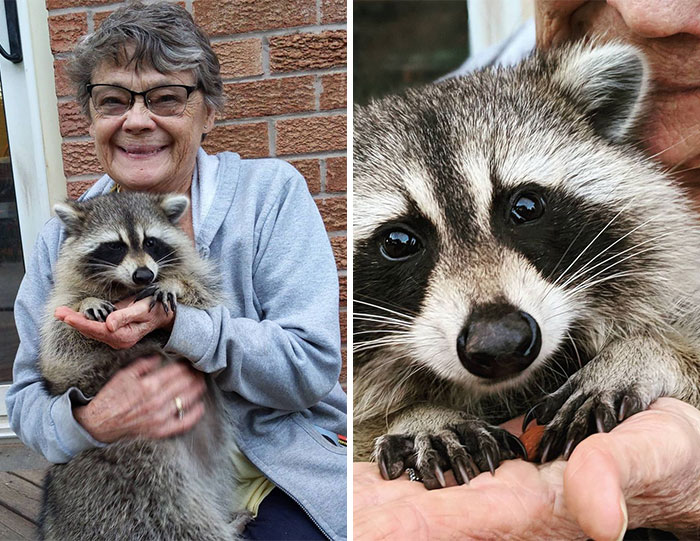 Women Save A Raccoon’s Life, He Keeps Coming Back To Them After Three Years