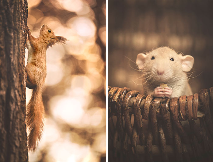 I Photograph Animals In Shades Of Brown (20 Pics)