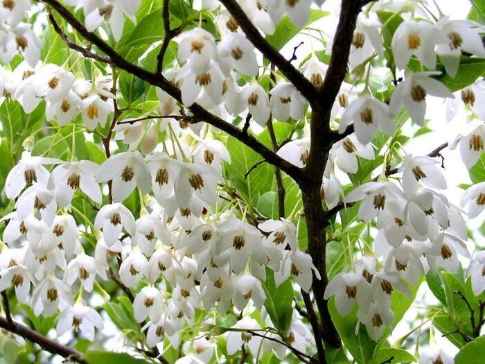 I Planted This Small Tree Over A Dozen Years Ago; Styrax Japonicus, Japanese Snowbell, Japanese Styrax, Silver Bells. It Has Pretty Much The Most Lovely Scent I've Ever Smelled. Although Official Descriptions Say "Slightly Fragrant" I Find This Was Not True, For Me Anyway. In The Short 5-10 Days It Is In Bloom I Can Smell It 20' Away At Dawn, Then Fragrance Fades As The Day Warms. Descriptions Also Say Moist Soil, Blah, Blah, Mine If In Gravely Poor Quality Soil On A Dry Slope. I Only Watered It The First Year To Give A Good Start