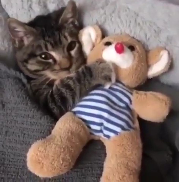 Un gatito arropado con su juguete favorito