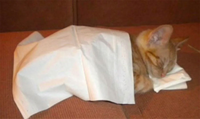 Jamás me cansaré de ver a este gatito durmiendo sobre pañuelos de papel