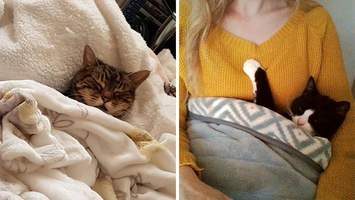 People In This Online Group Shared 50 Of The Coziest Tucked-In Kitties Ever