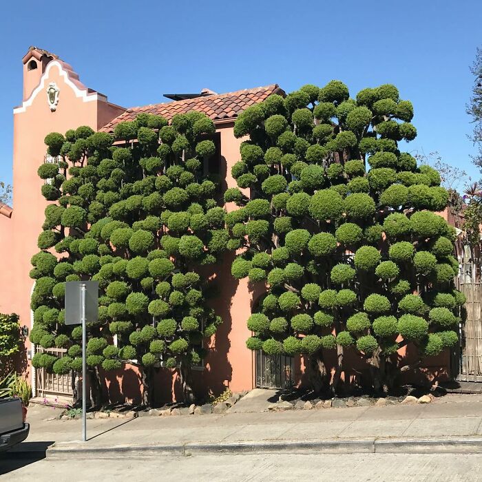 It Takes A Lot Of Balls To Topiary Like This