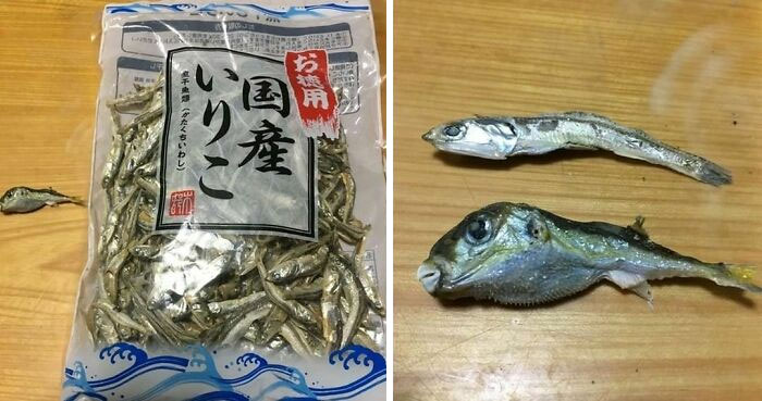 El (muy) venenoso pez Fugu, ¡ahora gratis con sus anchoas secas!