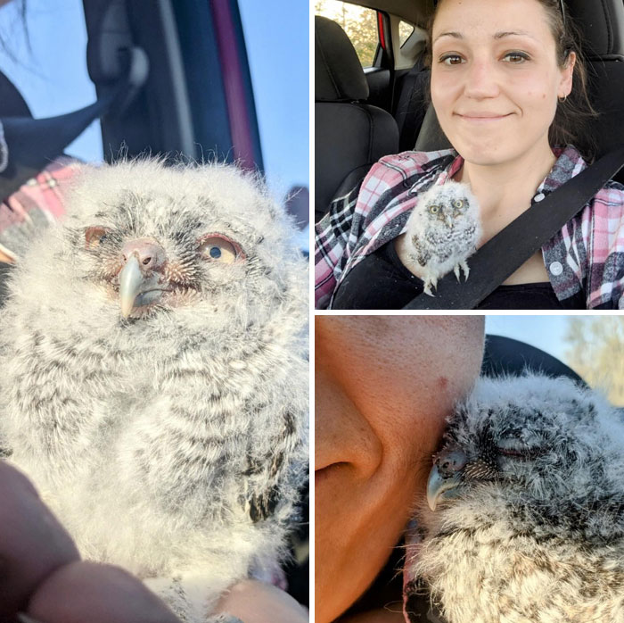 Little Guy Fell Out Of A Tree And Was Being Chased By A Cat. Rushed Him Off To A Wildlife Rehab But He Kept Crawling Out Of The Box To Snuggle