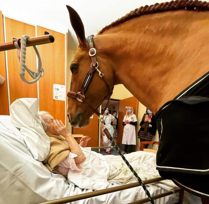 In France, Peyo, A Beautiful 15-Year-Old Stallion, Often Comes To Comfort And Soothe Terminally Ill Patients At The Techer Hospital In Calais