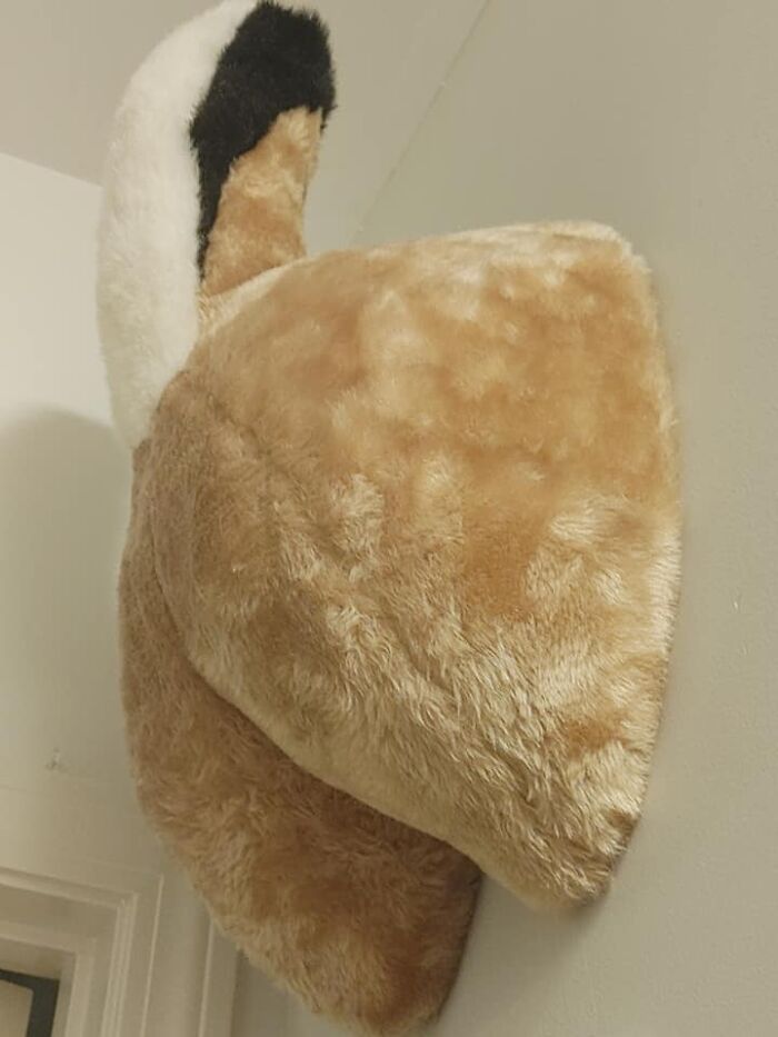 Last Weekend My Roommate And I Went To Our Local Restore And I Found This Amazing Deer Butt