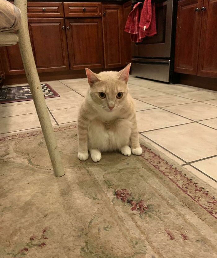 My Roommates Cat Sometimes Sits Like A Goblin