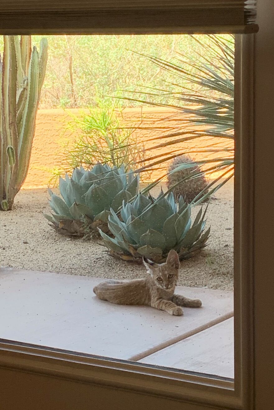 Bobcat Family On My Porch! Bobcat Family On My Porch!