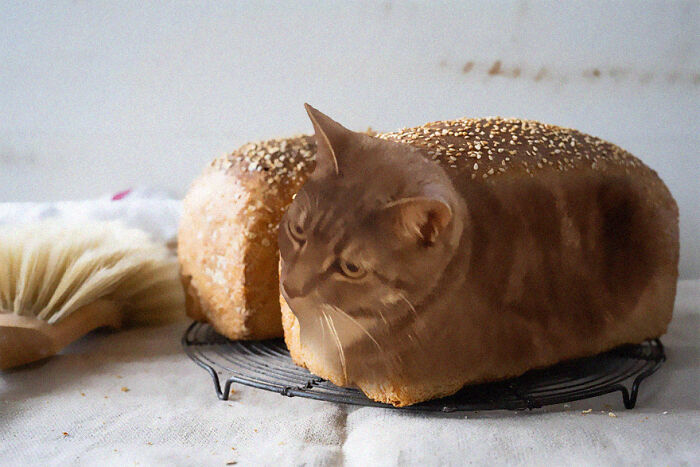 Kitten Bread