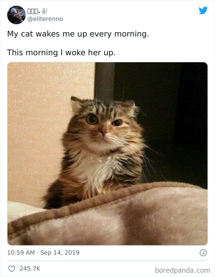 Meow Irl
