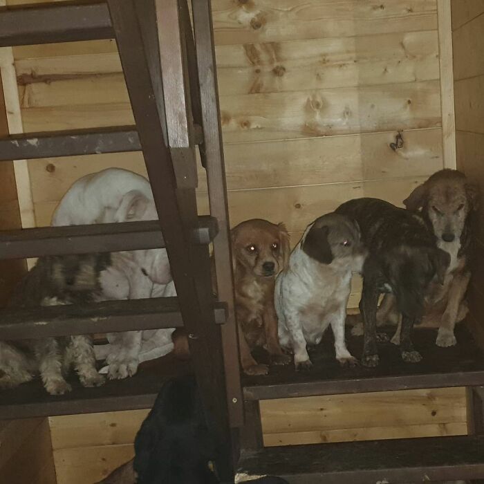Meet Dejan Gacic, The Good Man Who Has A Shelter With Over A Thousand Dogs