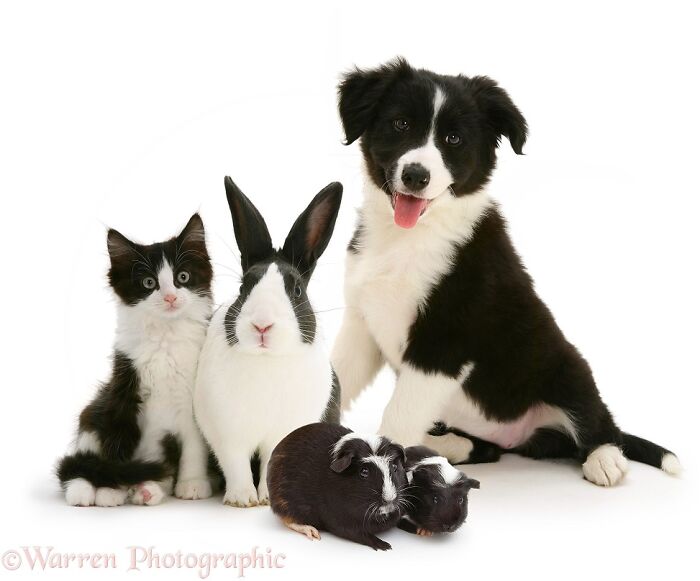 Gatito, conejo holandés, canejillos de Indias, y un cachorro border collie, todos en blanco y negro, y al parecer comparten la misma madre