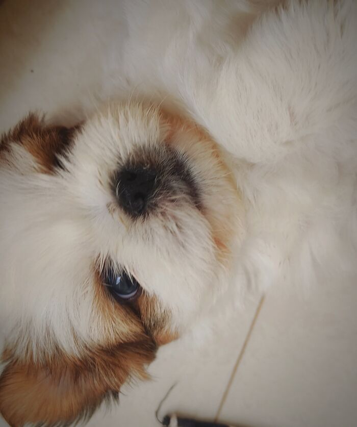 My Newest Roommate, He Is Just 39 Days Old. I Introduce You Luca-The Shih-Tzu