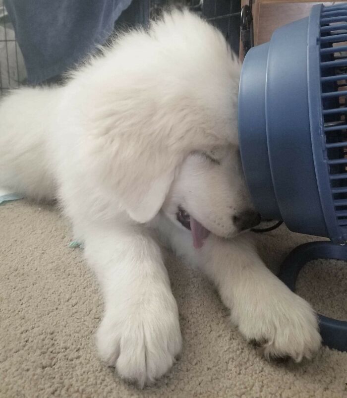 Poppy Sleeping With The Fan To Her Face