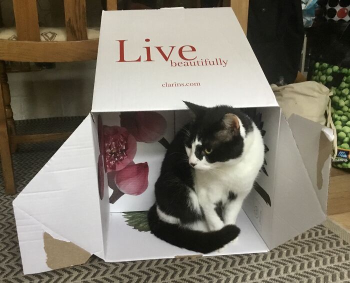 Vic Claims The New Box